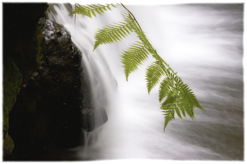  "Waterfall and Fern, Onomea"